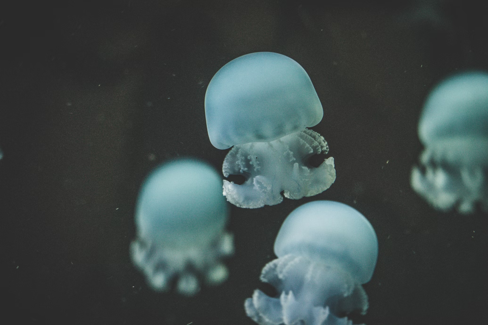 jellyfish image