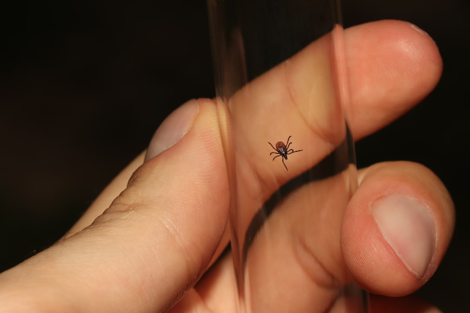 Close-up of a tick inside a glass tube held by human fingers against a dark background.